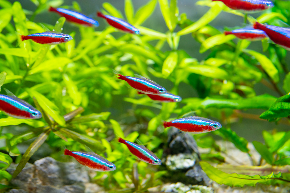 jenis ikan hias neon tetra