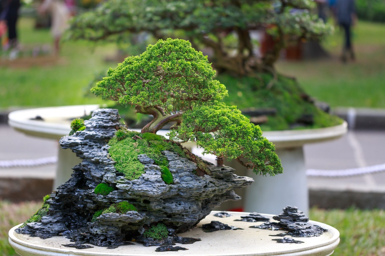 cara membuat bonsai