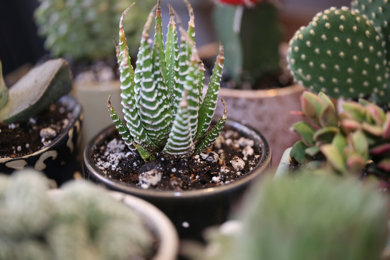 Jenis Tanaman Sukulen Haworthia