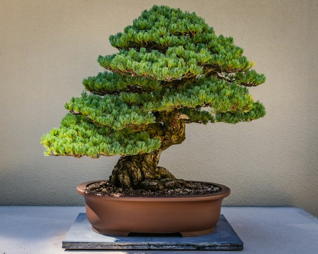 cara membuat bonsai