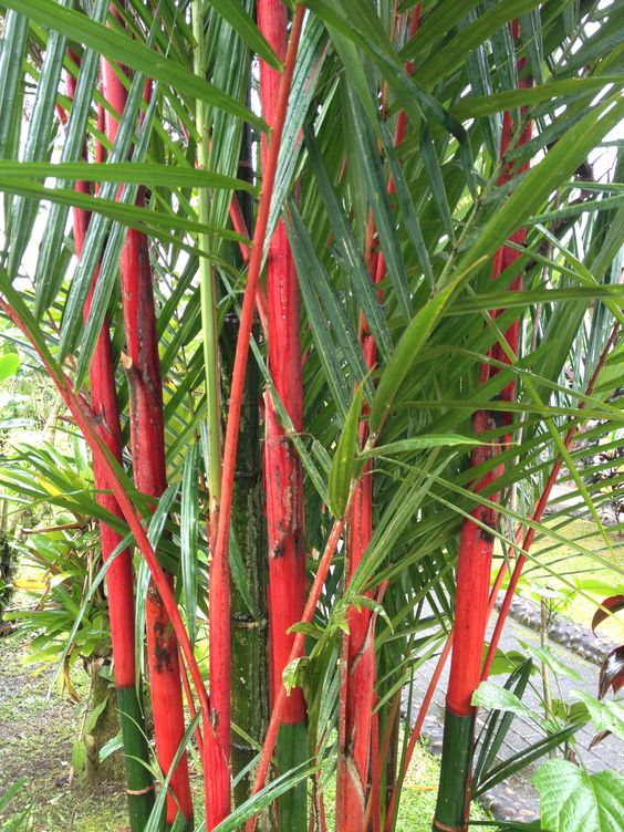 keuntungan palem merah