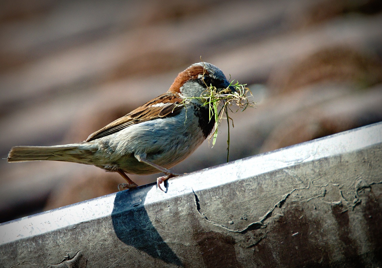 cara mengusir burung dari rumah