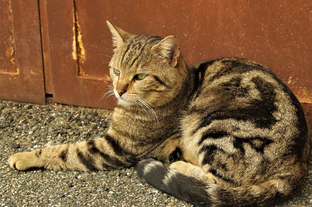 cara mengusir kucing agar tidak berak sembarangan