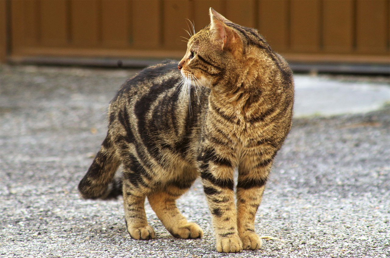 cara mengusir kucing liar agar tidak kembali lagi