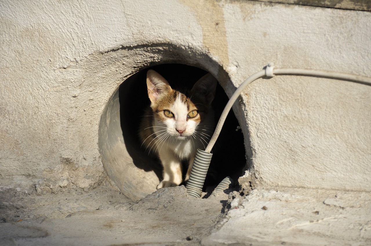 cara usir kucing liar tanpa menyakiti